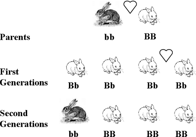 Figure 1 for Polyploidy and Discontinuous Heredity Effect on Evolutionary Multi-Objective Optimization