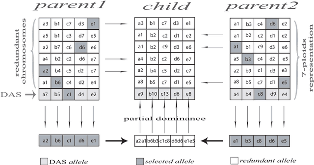 Figure 2 for Polyploidy and Discontinuous Heredity Effect on Evolutionary Multi-Objective Optimization