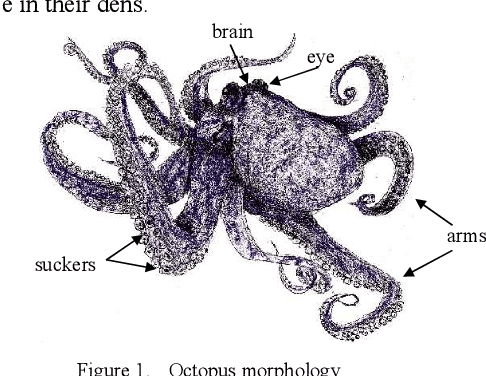 Figure 1 for Octopuses: biological facts and technical solutions