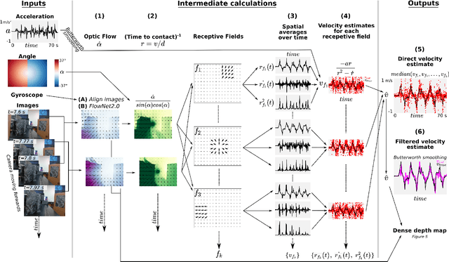 Figure 4 for FLIVVER: Fly Lobula Inspired Visual Velocity Estimation & Ranging