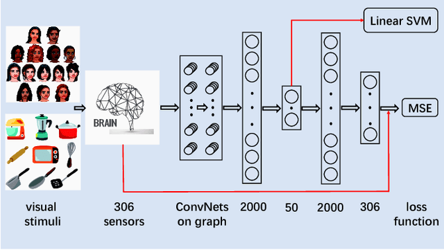 Figure 3 for Deep neural networks on graph signals for brain imaging analysis