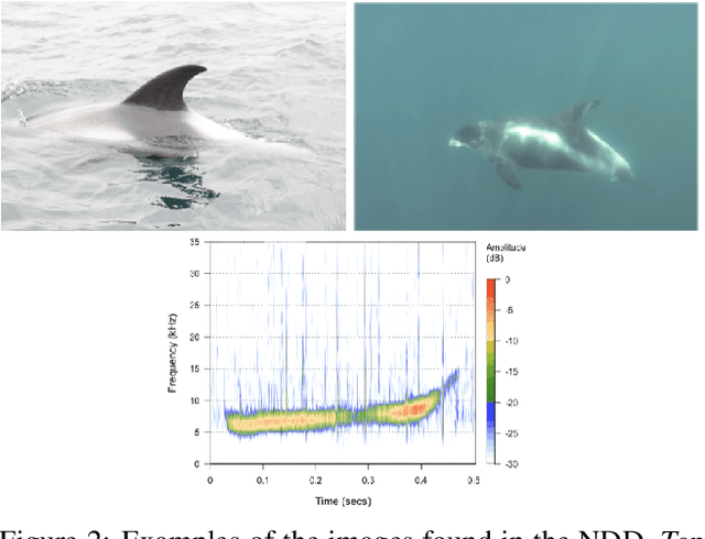 Figure 2 for The Northumberland Dolphin Dataset: A Multimedia Individual Cetacean Dataset for Fine-Grained Categorisation