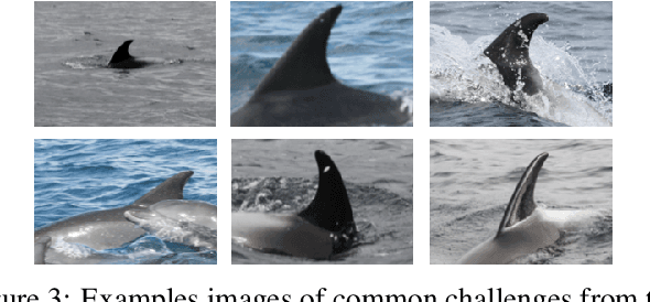 Figure 3 for The Northumberland Dolphin Dataset: A Multimedia Individual Cetacean Dataset for Fine-Grained Categorisation
