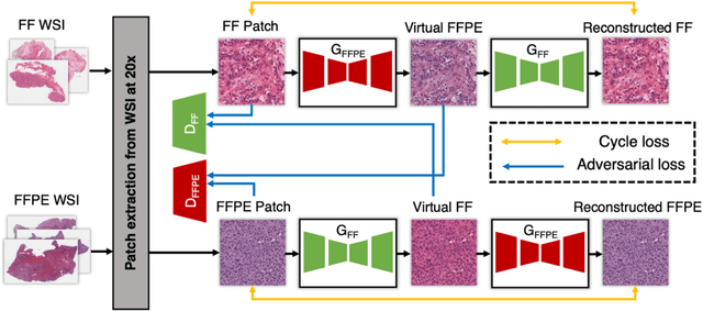 Figure 2 for A generative adversarial approach to facilitate archival-quality histopathologic diagnoses from frozen tissue sections