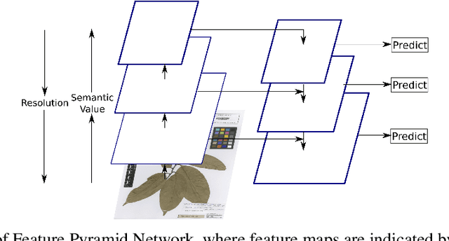 Figure 4 for Detection and Annotation of Plant Organs from Digitized Herbarium Scans using Deep Learning