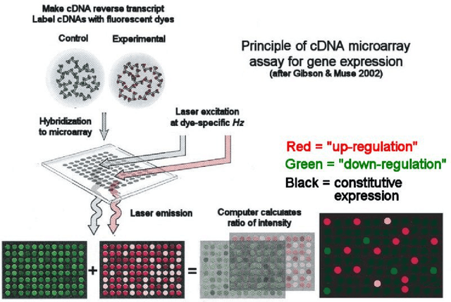 Figure 1 for Integrative analysis of gene expression and phenotype data