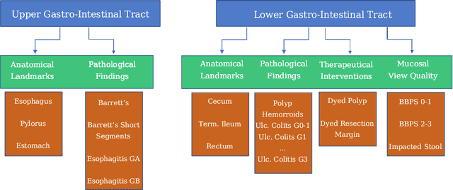 Figure 3 for A Hierarchical Multi-Task Approach to Gastrointestinal Image Analysis