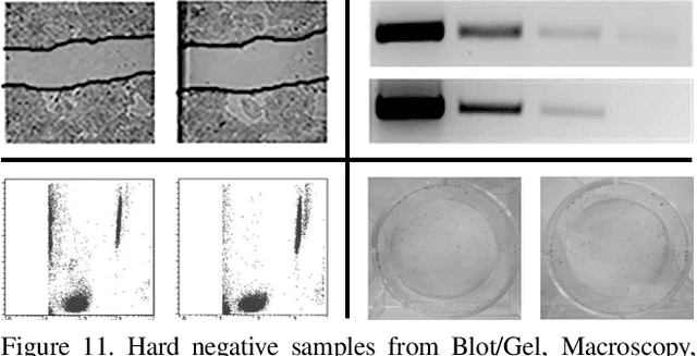 Figure 3 for BioFors: A Large Biomedical Image Forensics Dataset
