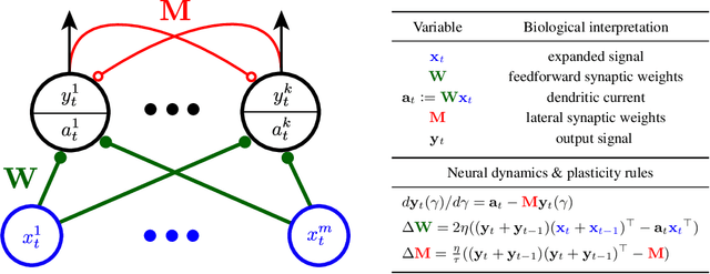Figure 1 for A biologically plausible neural network for Slow Feature Analysis