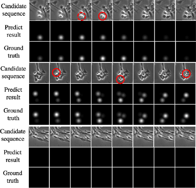 Figure 4 for Spatial-Temporal Mitosis Detection in Phase-Contrast Microscopy via Likelihood Map Estimation by 3DCNN