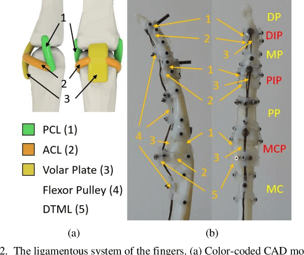 Figure 2 for Design of the Anatomically Correct, Biomechatronic Hand