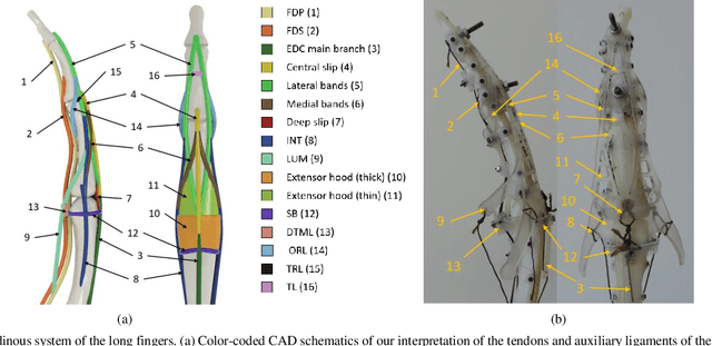 Figure 3 for Design of the Anatomically Correct, Biomechatronic Hand