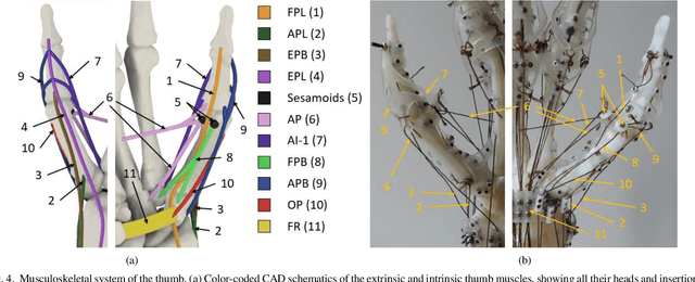 Figure 4 for Design of the Anatomically Correct, Biomechatronic Hand
