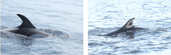 Figure 2 for NDD20: A large-scale few-shot dolphin dataset for coarse and fine-grained categorisation