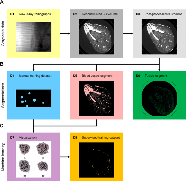 Figure 1 for Terabyte-scale supervised 3D training and benchmarking dataset of the mouse kidney