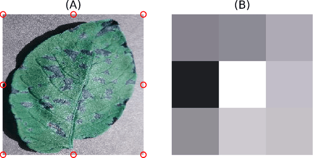 Figure 4 for Uncovering bias in the PlantVillage dataset