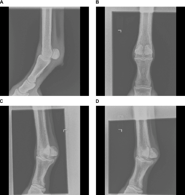 Figure 2 for Equine radiograph classification using deep convolutional neural networks