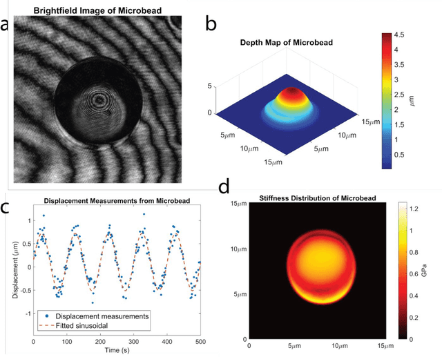 Figure 2 for Holographic Cell Stiffness Mapping Using Acoustic Stimulation