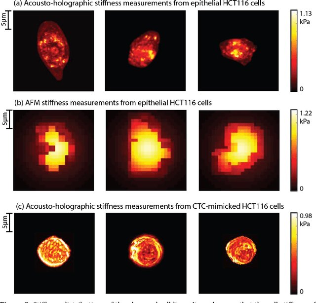 Figure 4 for Holographic Cell Stiffness Mapping Using Acoustic Stimulation