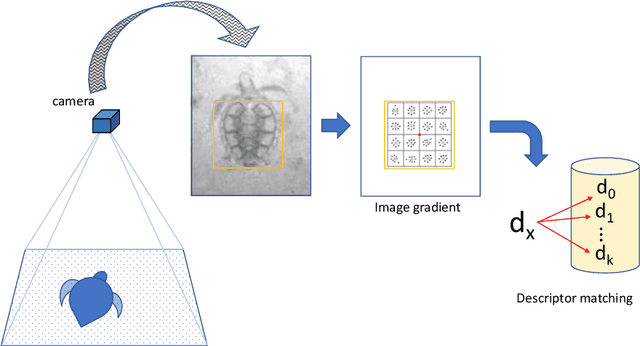 Figure 1 for Towards Automated Biometric Identification of Sea Turtles (Chelonia mydas)
