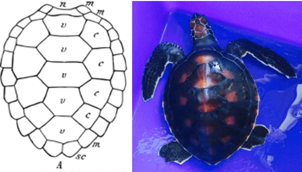 Figure 3 for Towards Automated Biometric Identification of Sea Turtles (Chelonia mydas)