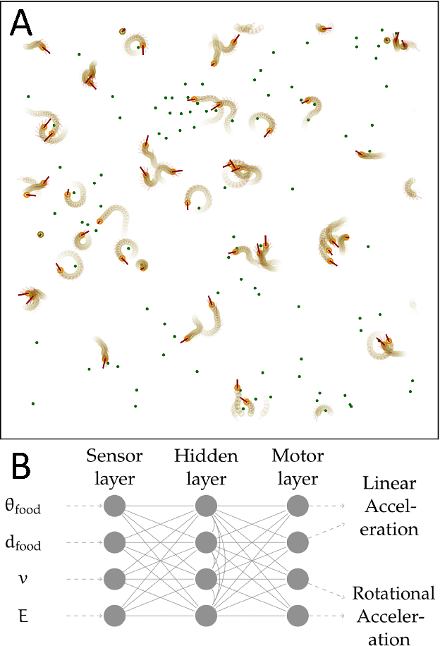 Figure 1 for The dynamical regime and its importance for evolvability, task performance and generalization