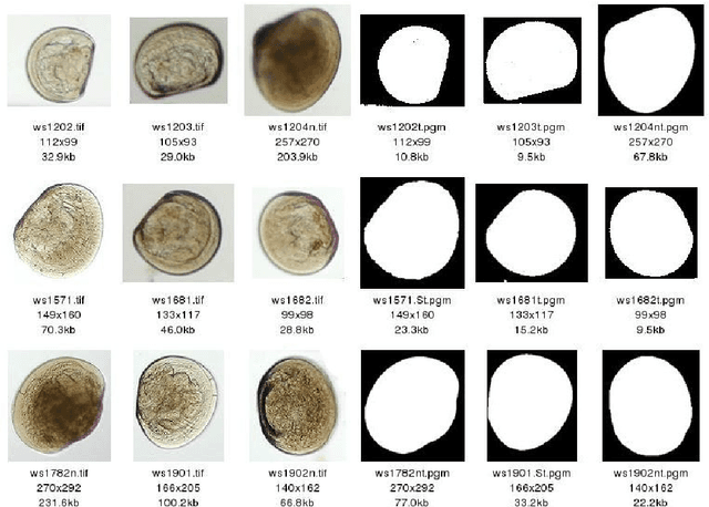 Figure 1 for Swarming around Shellfish Larvae