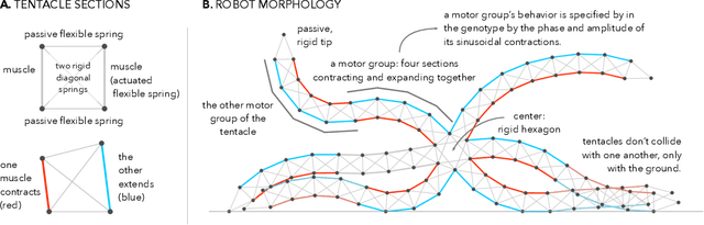 Figure 1 for Morphological Development at the Evolutionary Timescale: Robotic Developmental Evolution
