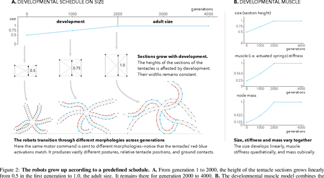Figure 2 for Morphological Development at the Evolutionary Timescale: Robotic Developmental Evolution