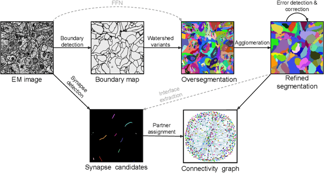 Figure 1 for Convolutional nets for reconstructing neural circuits from brain images acquired by serial section electron microscopy