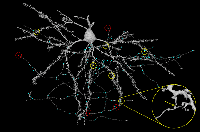 Figure 2 for Convolutional nets for reconstructing neural circuits from brain images acquired by serial section electron microscopy