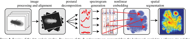 Figure 2 for Mapping the stereotyped behaviour of freely-moving fruit flies