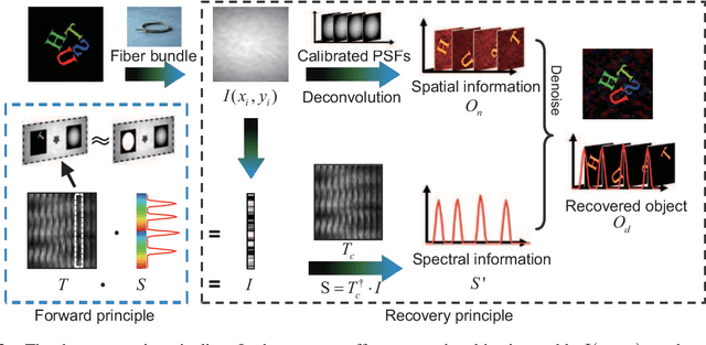 Figure 2 for Polarized hyperspectral imaging with single fiber bundle via incoherent light transmission matrix approach
