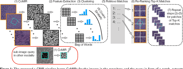 Figure 1 for Cross-Modality Sub-Image Retrieval using Contrastive Multimodal Image Representations