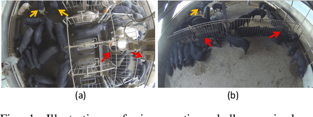 Figure 1 for Efficient Pig Counting in Crowds with Keypoints Tracking and Spatial-aware Temporal Response Filtering