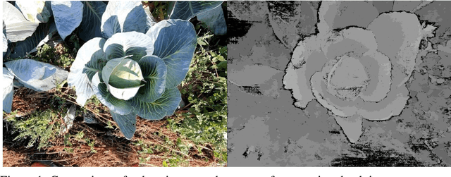 Figure 1 for Volume and leaf area calculation of cabbage with a neural network-based instance segmentation