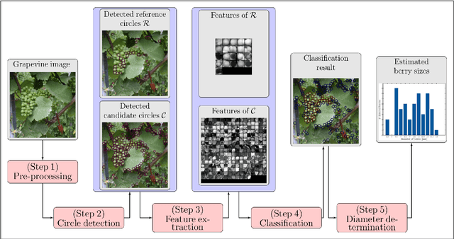 Figure 1 for Automated Image Analysis Framework for the High-Throughput Determination of Grapevine Berry Sizes Using Conditional Random Fields