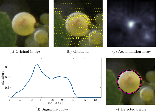 Figure 3 for Automated Image Analysis Framework for the High-Throughput Determination of Grapevine Berry Sizes Using Conditional Random Fields