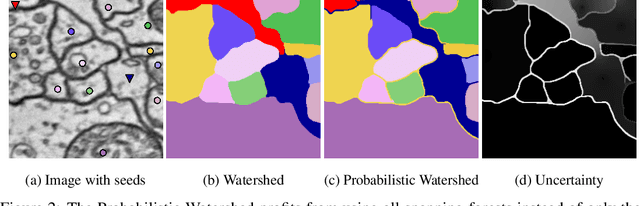 Figure 2 for Probabilistic Watershed: Sampling all spanning forests for seeded segmentation and semi-supervised learning