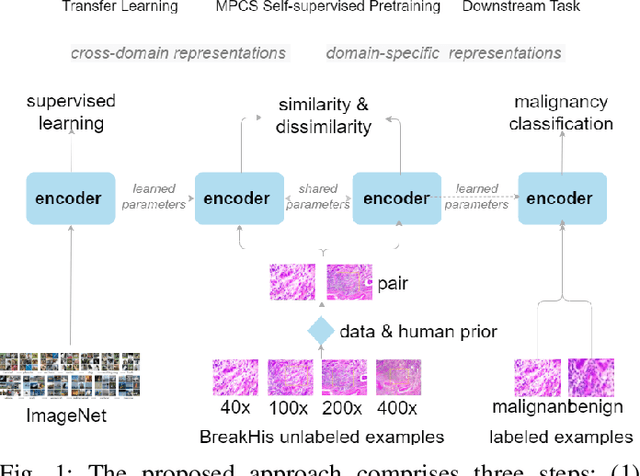 Figure 1 for Magnification Prior: A Self-Supervised Method for Learning Representations on Breast Cancer Histopathological Images