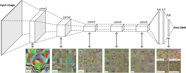 Figure 1 for Analyzing biological and artificial neural networks: challenges with opportunities for synergy?