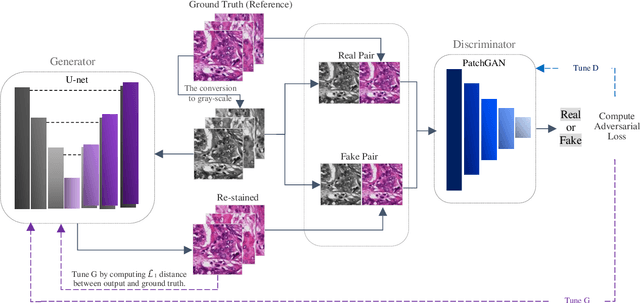 Figure 3 for Pix2Pix-based Stain-to-Stain Translation: A Solution for Robust Stain Normalization in Histopathology Images Analysis