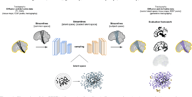 Figure 1 for Generative sampling in tractography using autoencoders (GESTA)