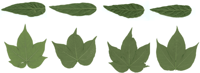 Figure 1 for Feature Fusion Vision Transformer Fine-Grained Visual Categorization