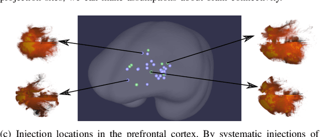 Figure 1 for MarmoNet: a pipeline for automated projection mapping of the common marmoset brain from whole-brain serial two-photon tomography