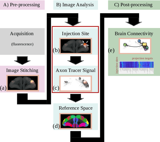 Figure 2 for MarmoNet: a pipeline for automated projection mapping of the common marmoset brain from whole-brain serial two-photon tomography