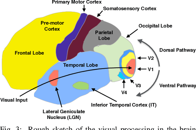 Figure 3 for Human Visual Understanding for Cognition and Manipulation -- A primer for the roboticist