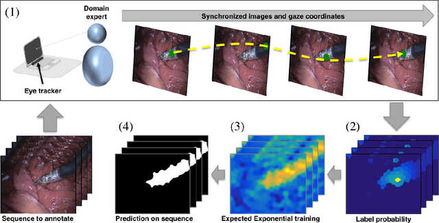 Figure 3 for Expected exponential loss for gaze-based video and volume ground truth annotation