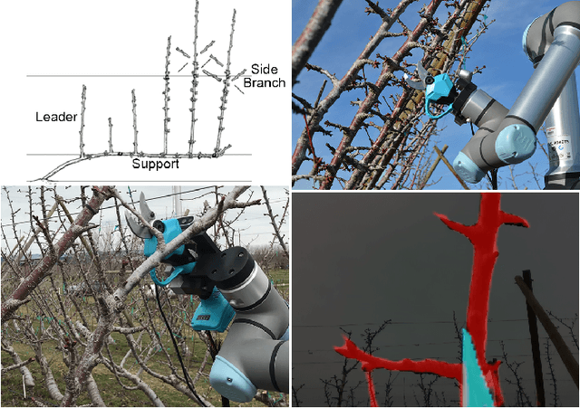Figure 1 for An autonomous robot for pruning modern, planar fruit trees