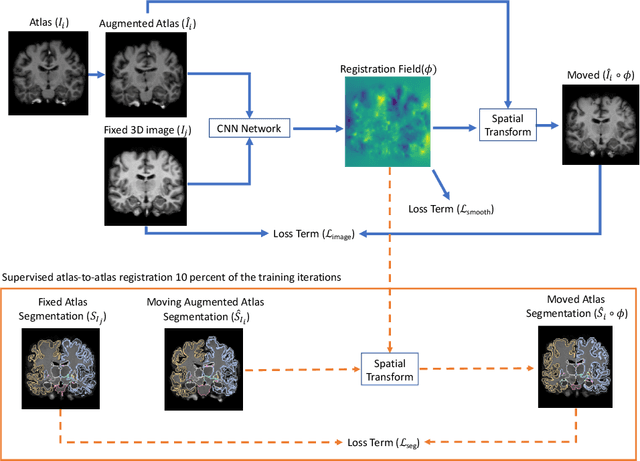 Figure 1 for Few Labeled Atlases are Necessary for Deep-Learning-Based Segmentation
